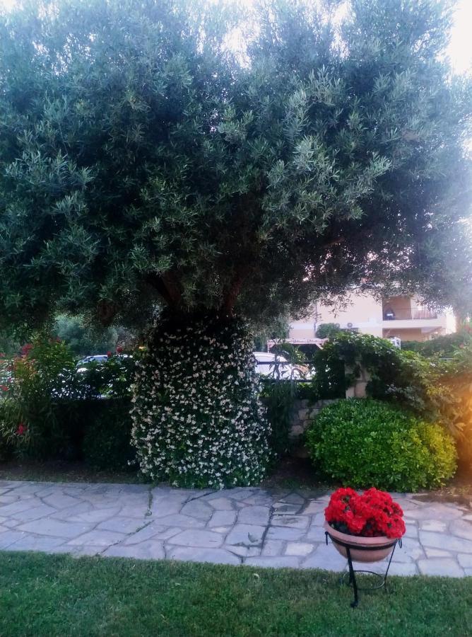 Studios Galanis Afytos Dış mekan fotoğraf
